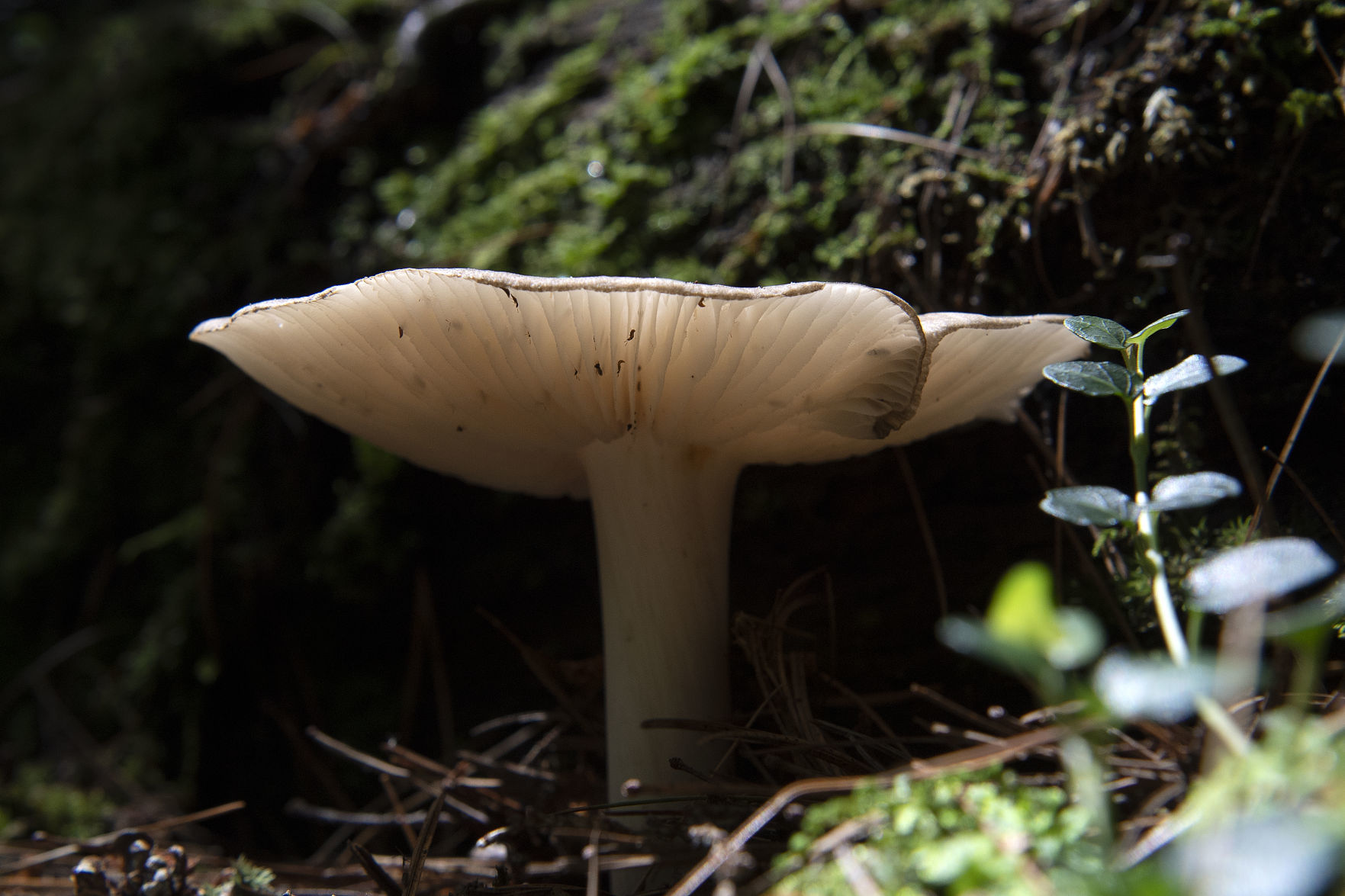 Pennsylvania Mushroom W.jpg